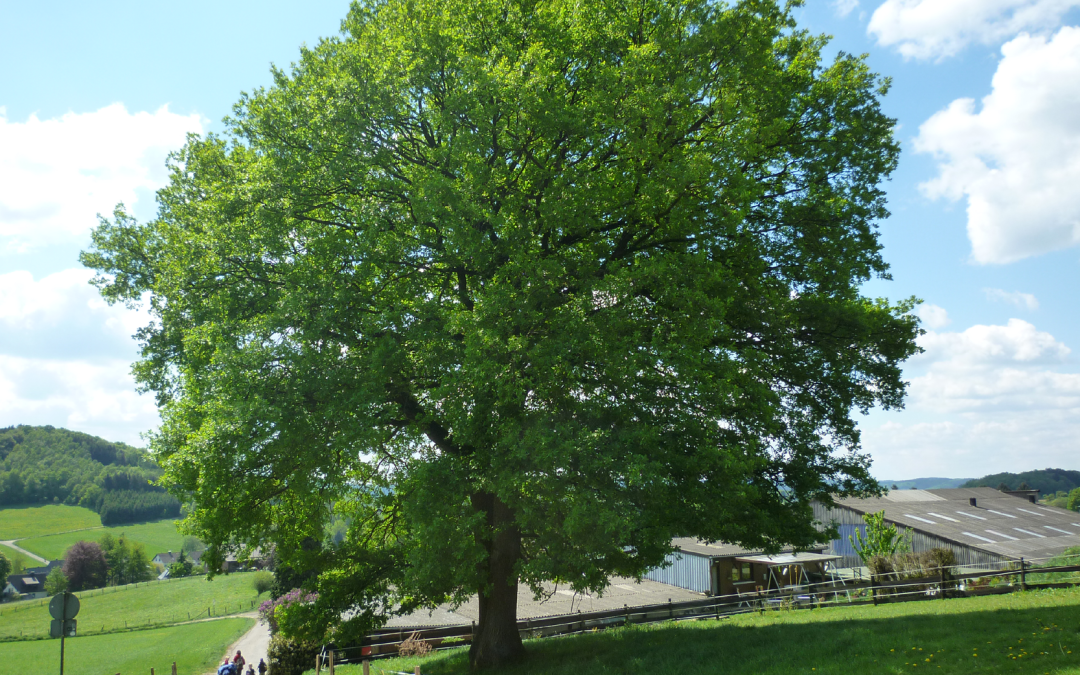 Waldwoche Kindergarten: Natur erleben in Wallefeld
