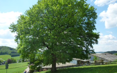 Waldwoche Kindergarten: Natur erleben in Wallefeld
