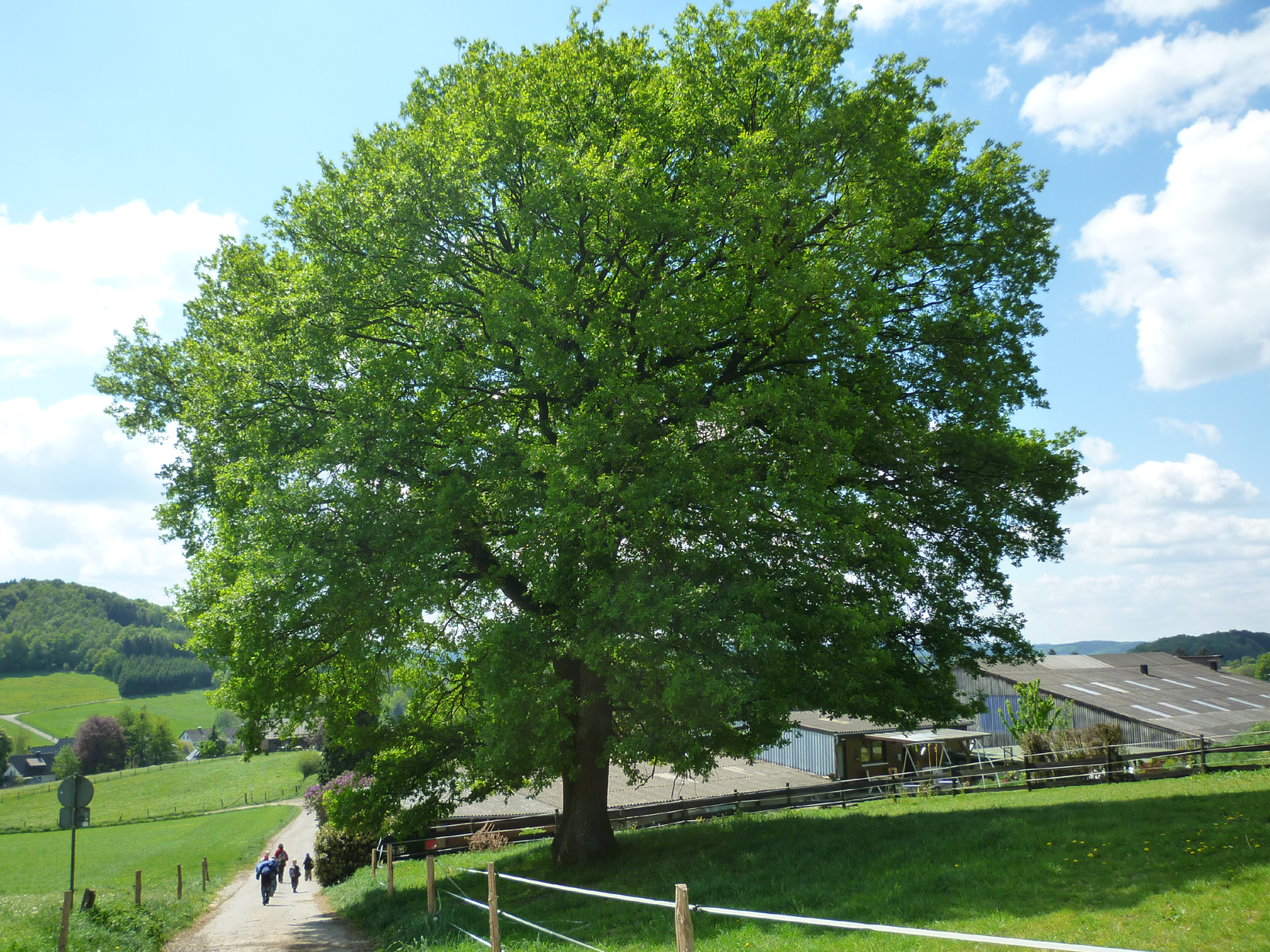 Großer Baum auf einer grünen Wiese neben dem Bauernhof Müller in Wallefeld unter blauem Himmel.
